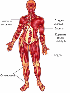 http://image.nauka.bg/bio/med/muskul/muscle279.gif