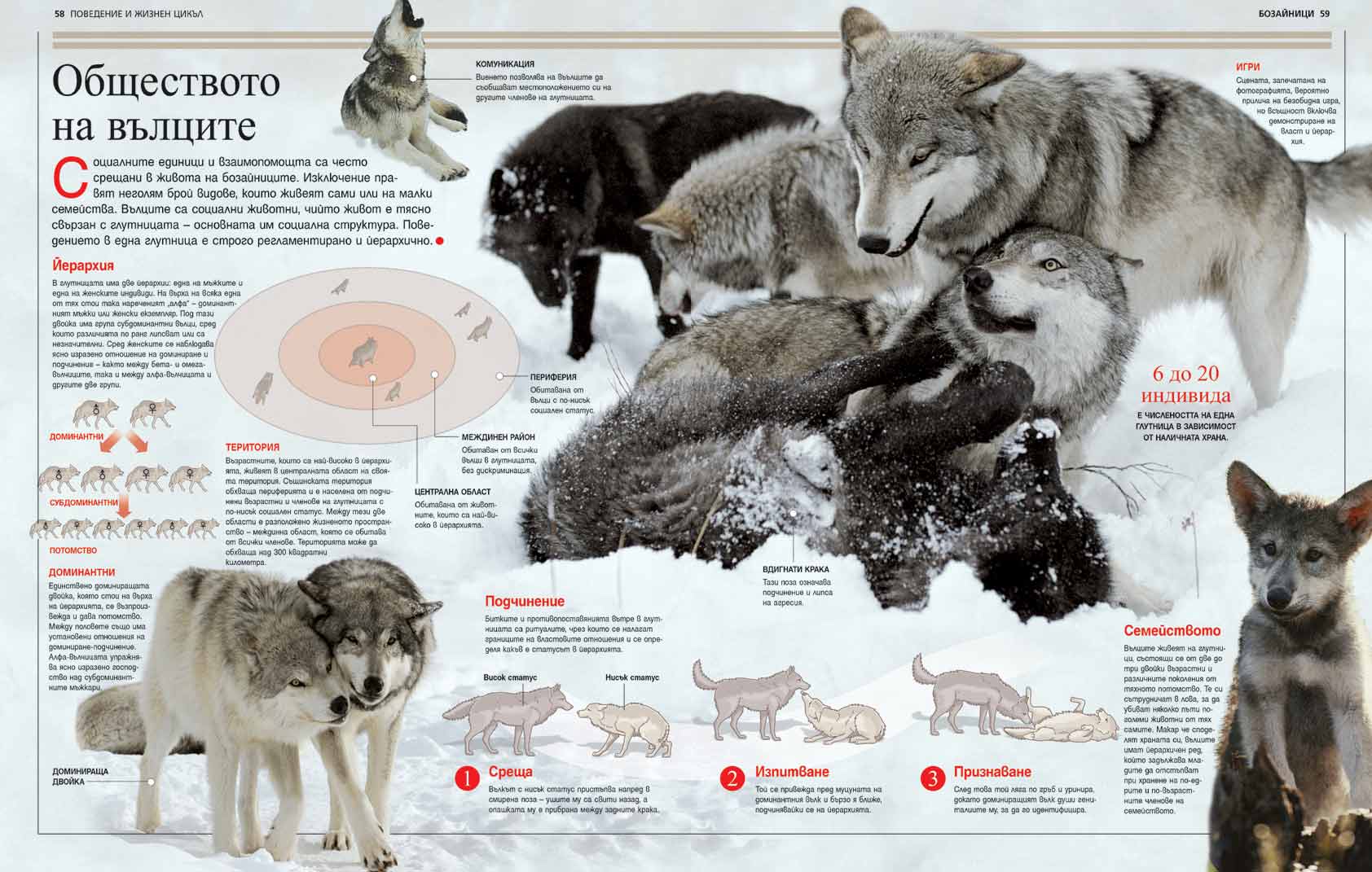 http://image.nauka.bg/bio/zoo/mammals-britannica2.jpg
