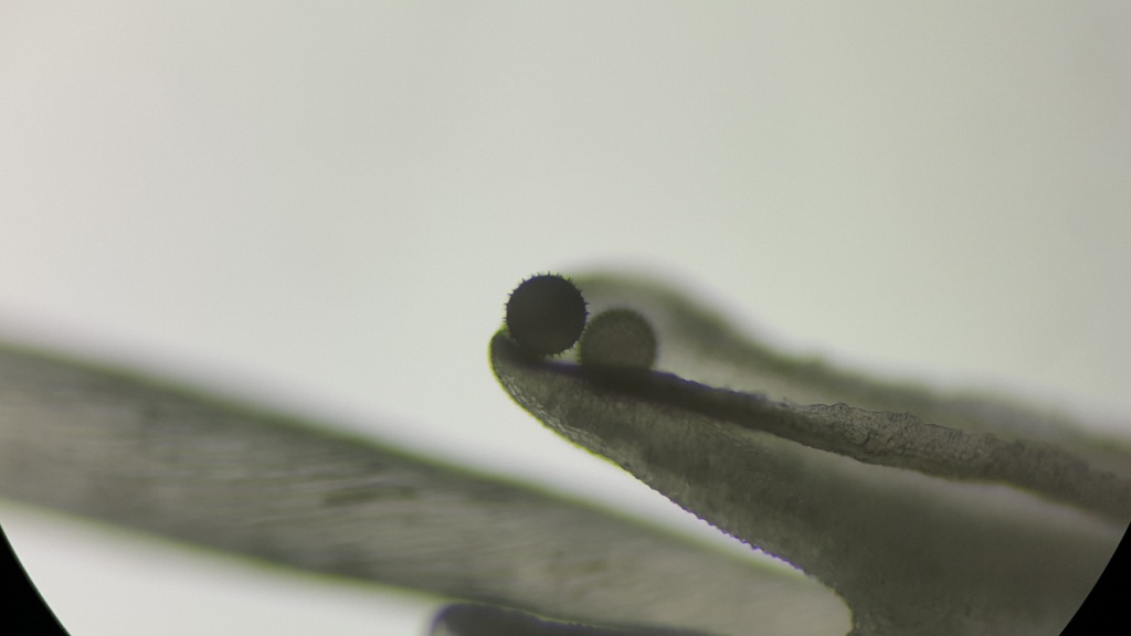 Цветен прашец (сферичките с шипчета), върху тичинка. Микроскопска снимка с увеличение 100 пъти.