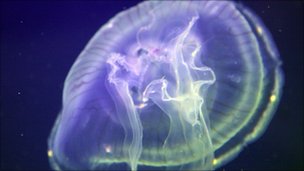 http://image.nauka.bg/news/bio/Jellyfishcells.jpg