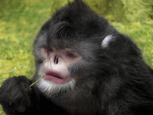 http://image.nauka.bg/news/bio/snub-nosed_monkey.jpg