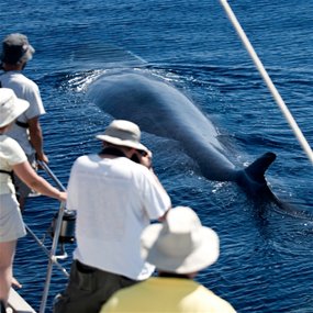 http://image.nauka.bg/news/bio/whales.jpg